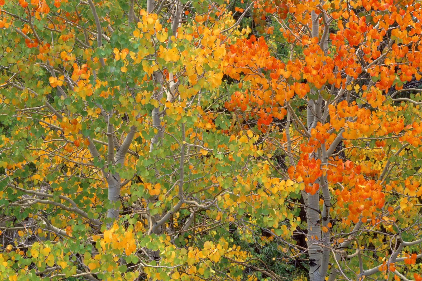 Close-up of aspen trees with leaves in shades of green, yellow, and orange.