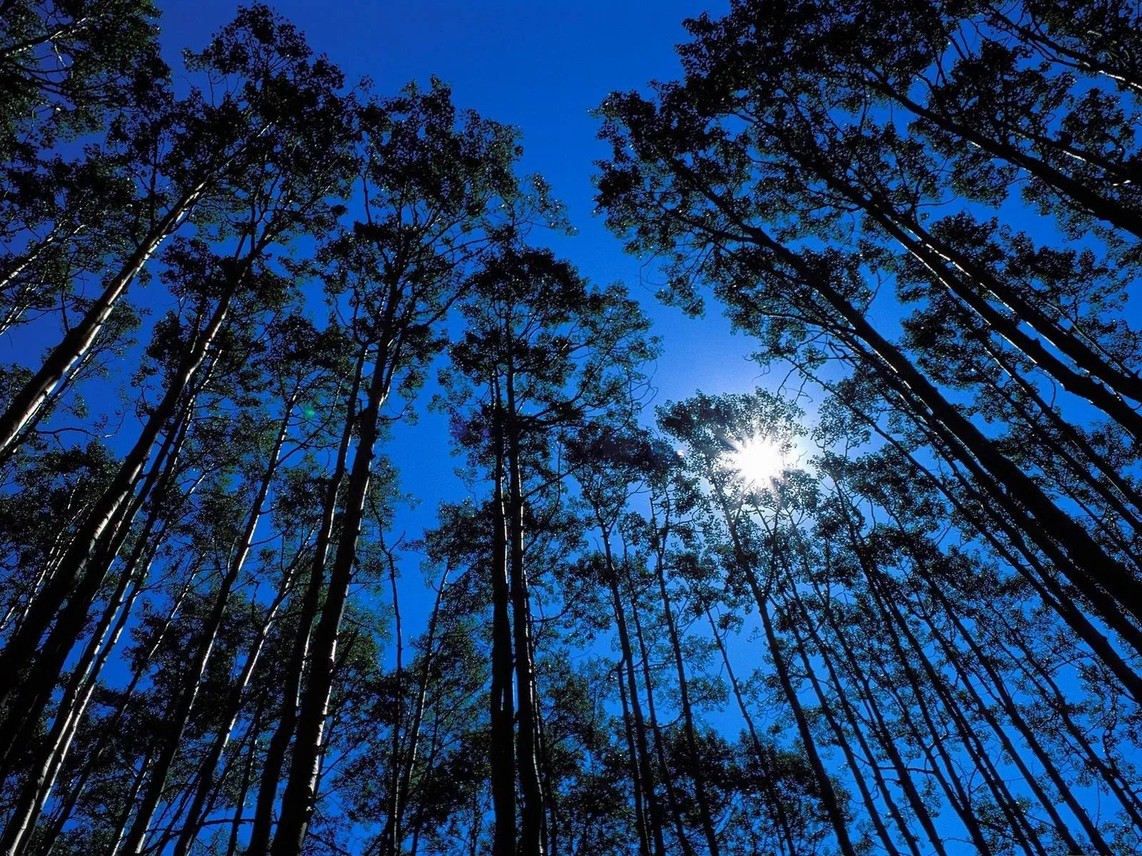 Looking up through tall aspen trees with the sun shining brightly through the leaves.