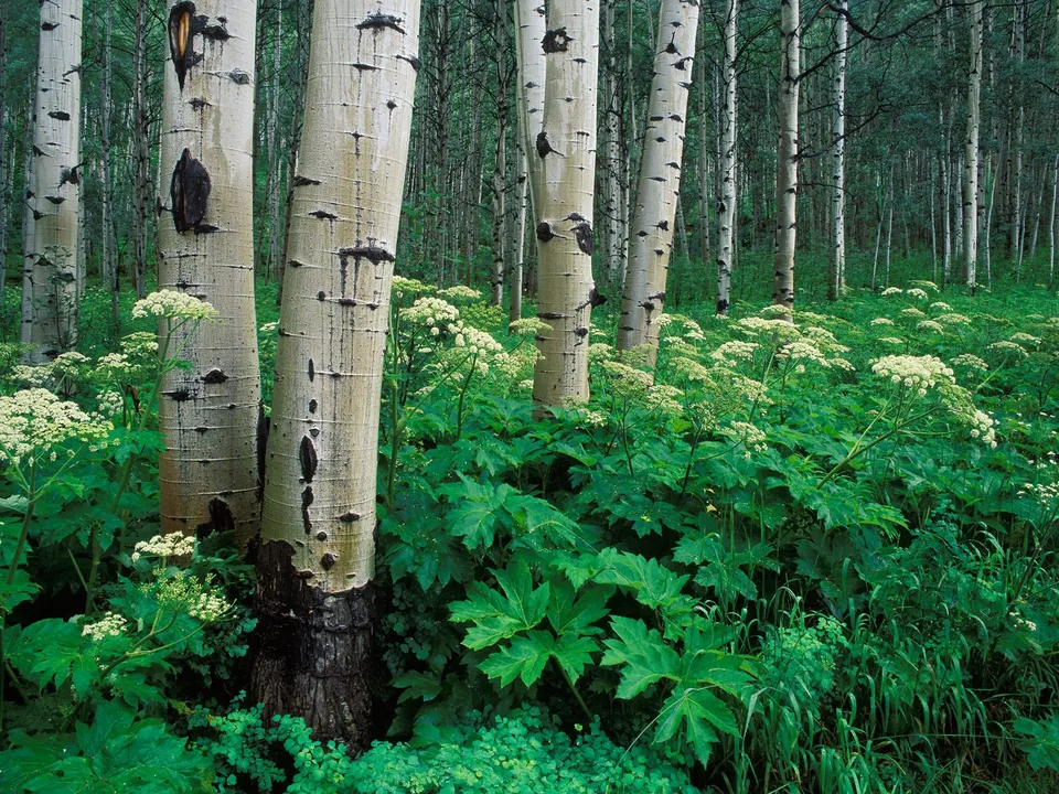 A dense forest scene with tall aspen trees and a carpet of green foliage and white wildflowers.