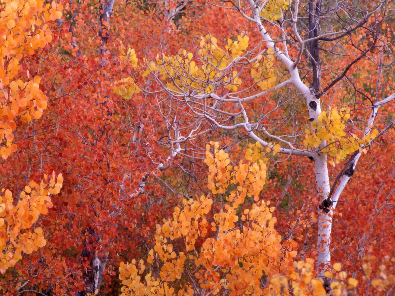 A dense grove of aspen trees displaying brilliant orange, red, and yellow autumn foliage.