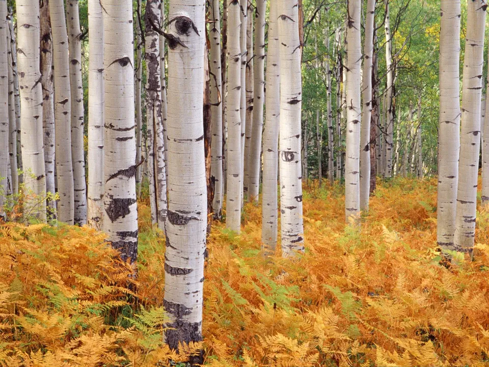 A dense forest of white-barked aspen trees with vibrant orange and green ferns covering the ground.