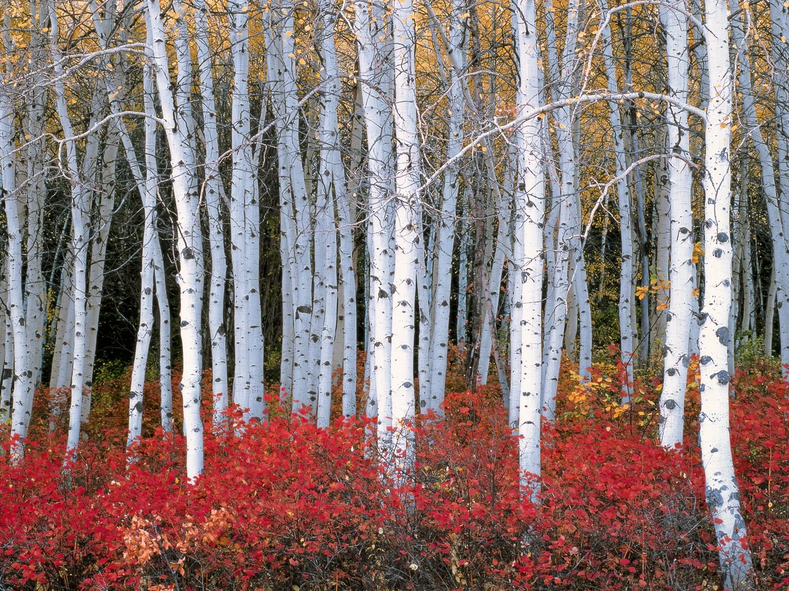 A dense grove of white-barked aspen trees with bright red bushes in the foreground.