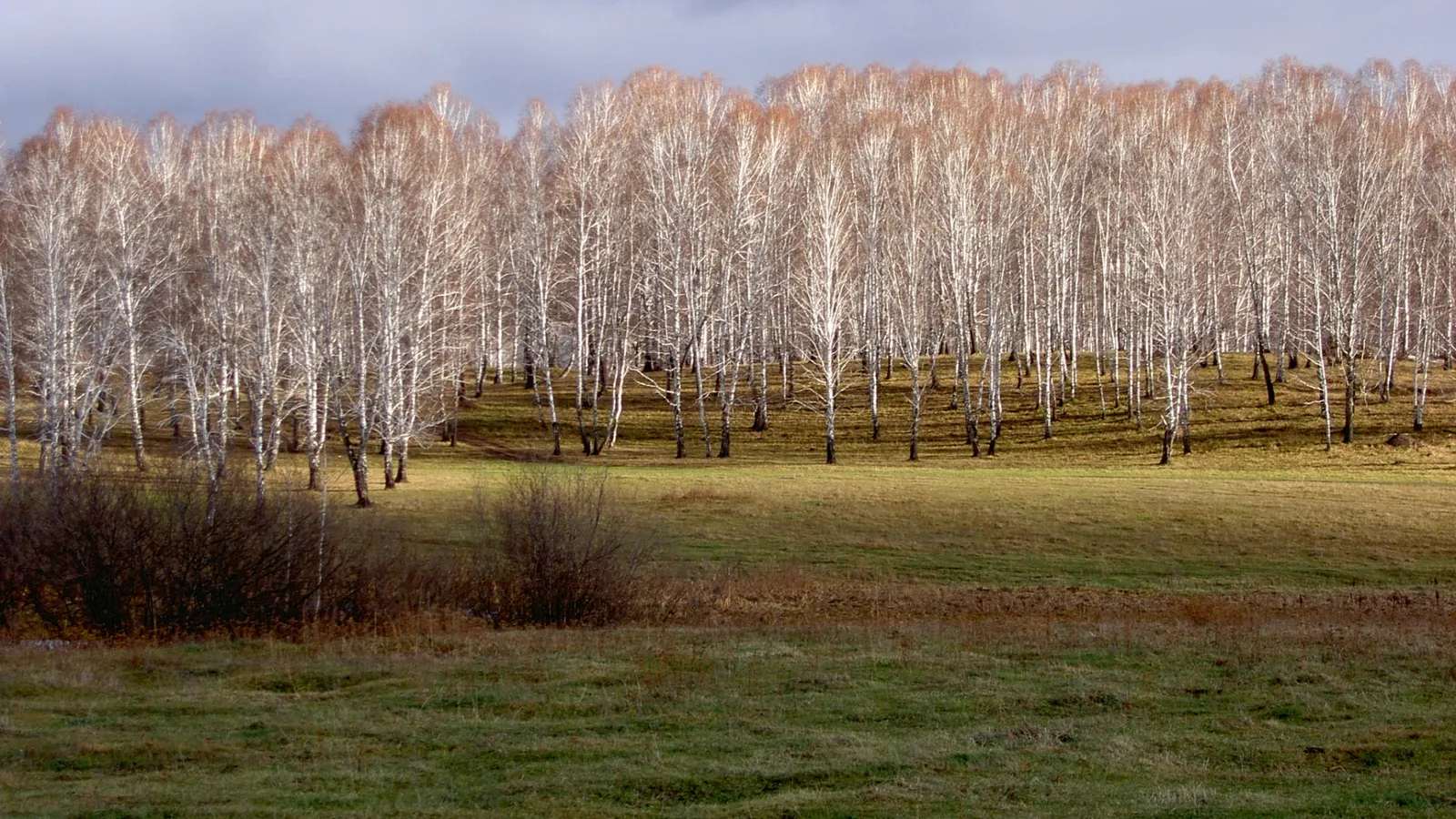 A dense forest of birch trees with white trunks and sparse autumn foliage stands on a hill above a grassy field.