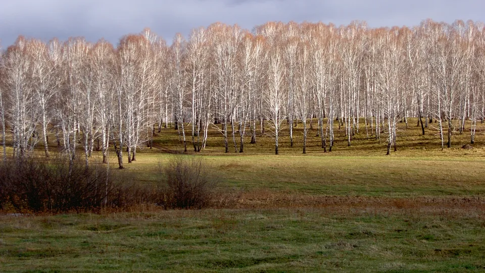 A dense forest of birch trees with white trunks and sparse autumn foliage stands on a hill above a grassy field.