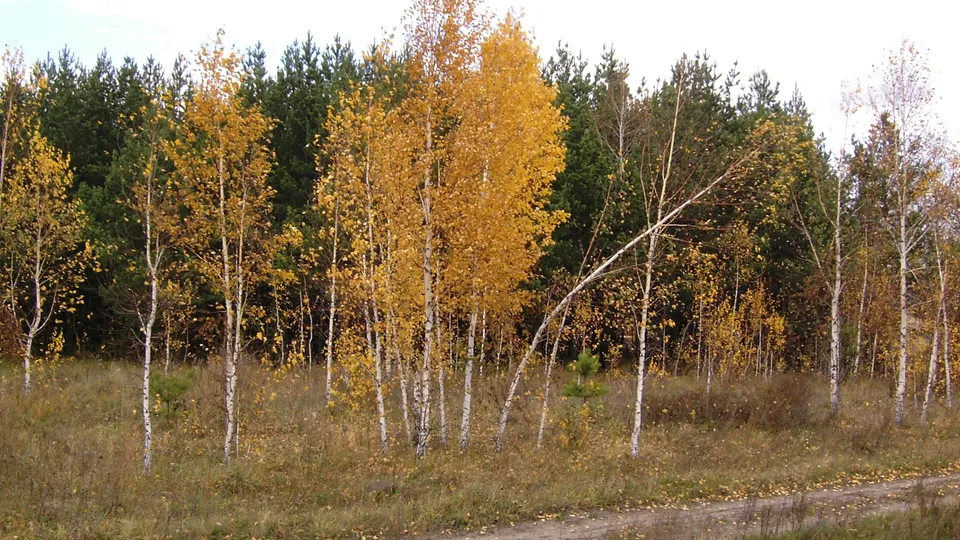 A forest scene with tall birch trees displaying vibrant yellow autumn leaves against a backdrop of dark green pine trees.