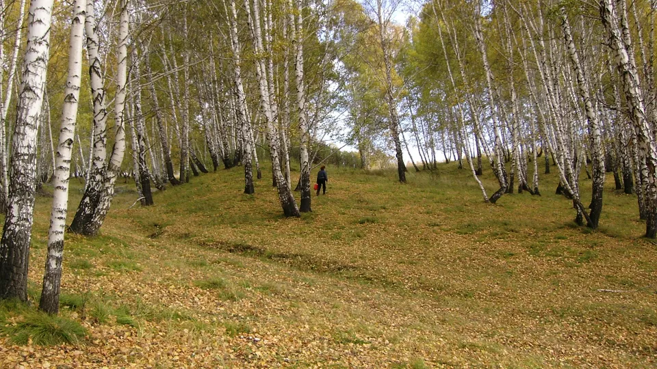 A person walks through a birch forest with fallen autumn leaves on the ground.