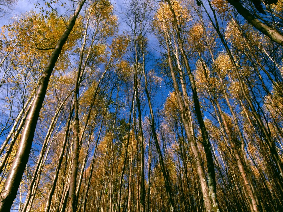 Looking up through tall birch trees with golden autumn leaves against a clear blue sky.