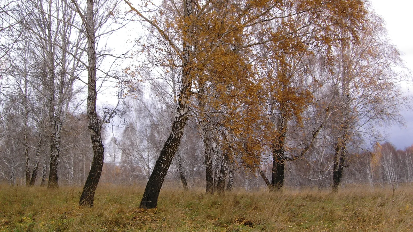 A forest of birch trees with some autumn foliage and dry grass in the foreground.