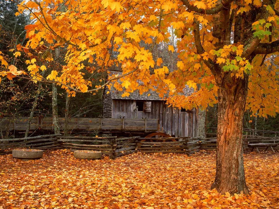 A rustic wooden cabin is surrounded by trees with vibrant golden autumn leaves and a carpet of fallen leaves.