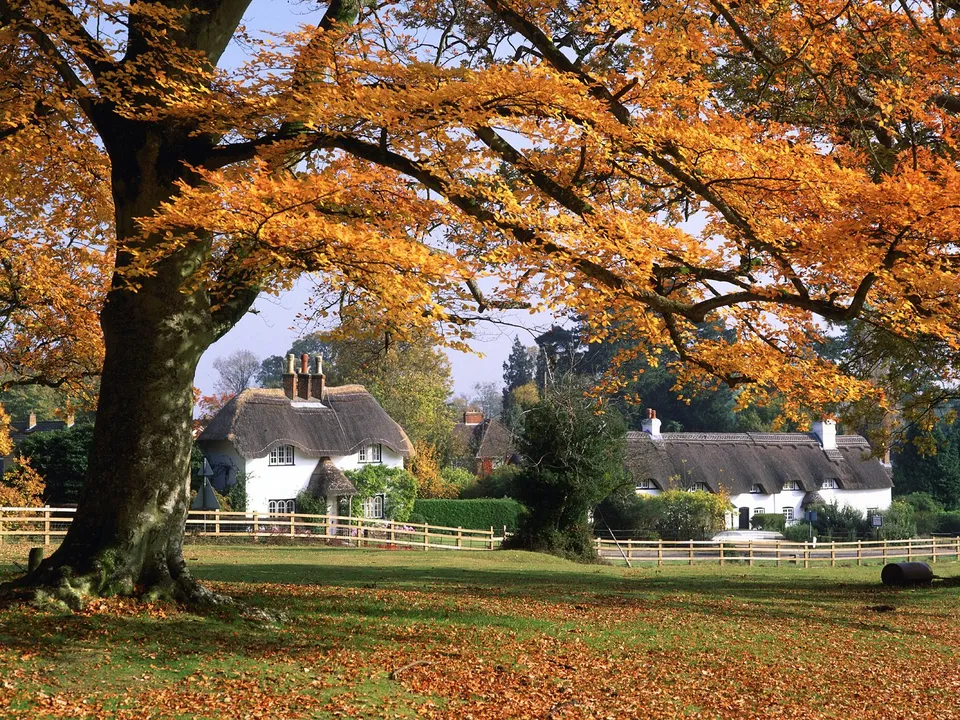 A large tree with golden autumn leaves frames a view of traditional thatched-roof cottages on a sunny day.