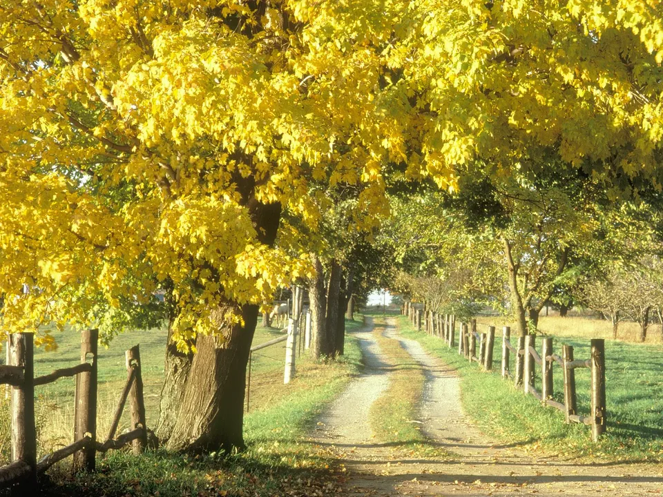 A dirt road curves through a grassy field, bordered by a wooden fence and trees with bright yellow autumn leaves.
