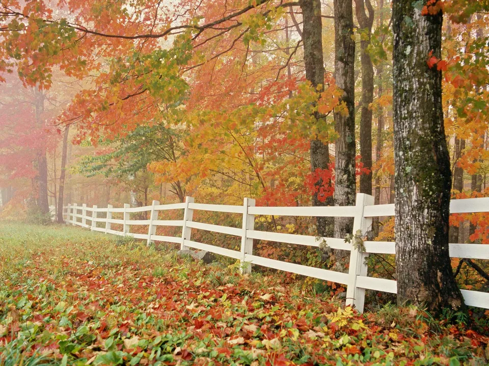 A white wooden fence runs through a forest with trees displaying vibrant red, orange, and yellow autumn leaves.