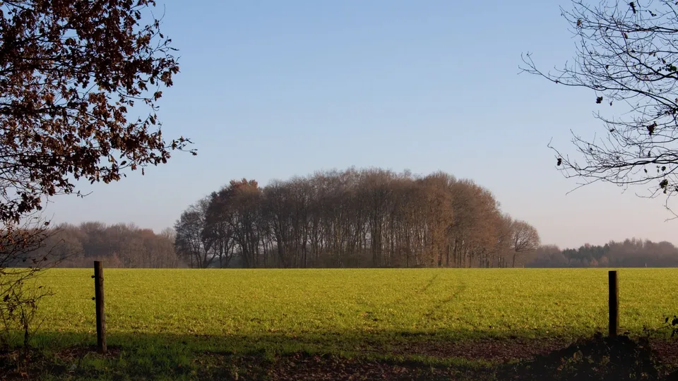 A bright green field stretches towards a dense line of bare autumn trees under a clear blue sky.