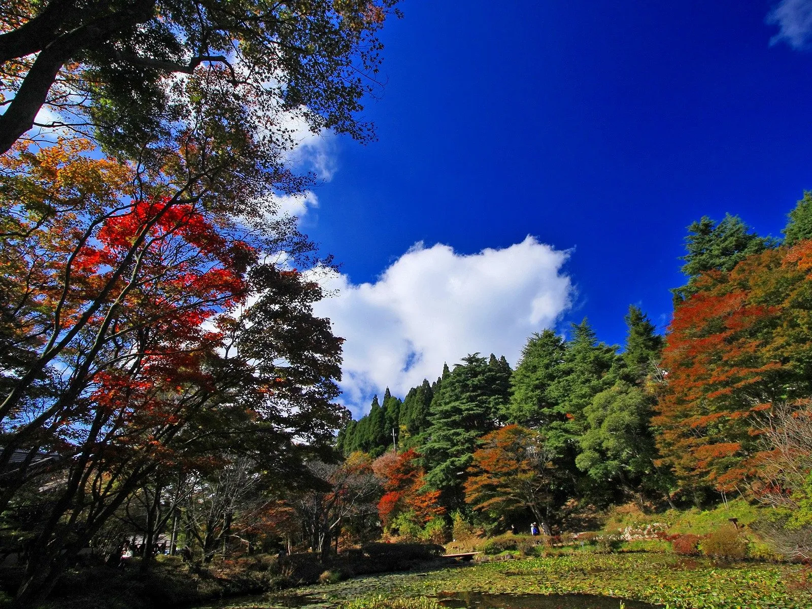 A vibrant display of autumn leaves in red and orange against a deep blue sky with white clouds.