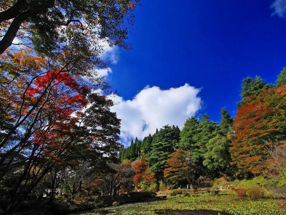 A vibrant display of autumn leaves in red and orange against a deep blue sky with white clouds.