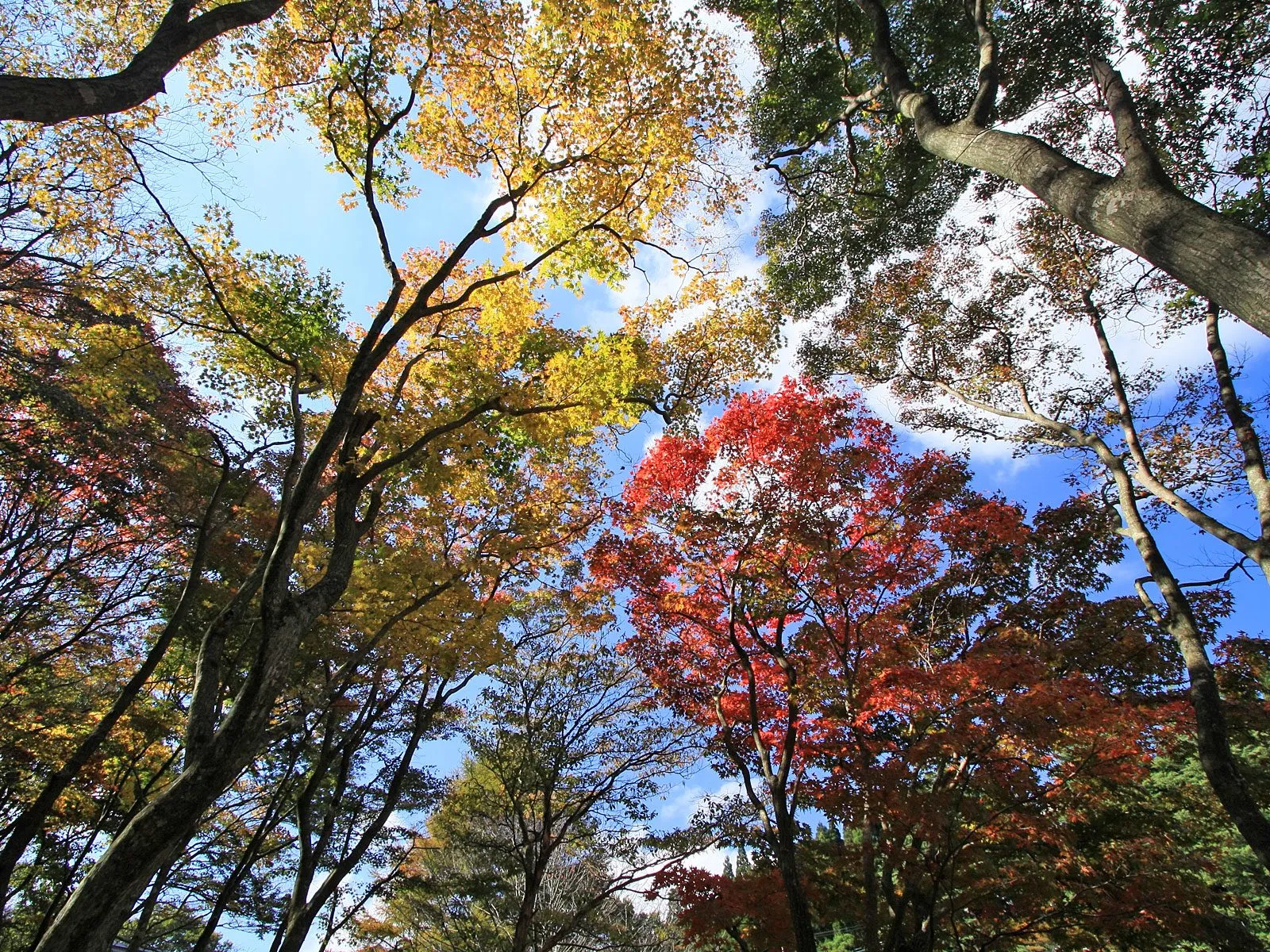 Looking up through trees with leaves in shades of red, yellow, and green against a blue sky.