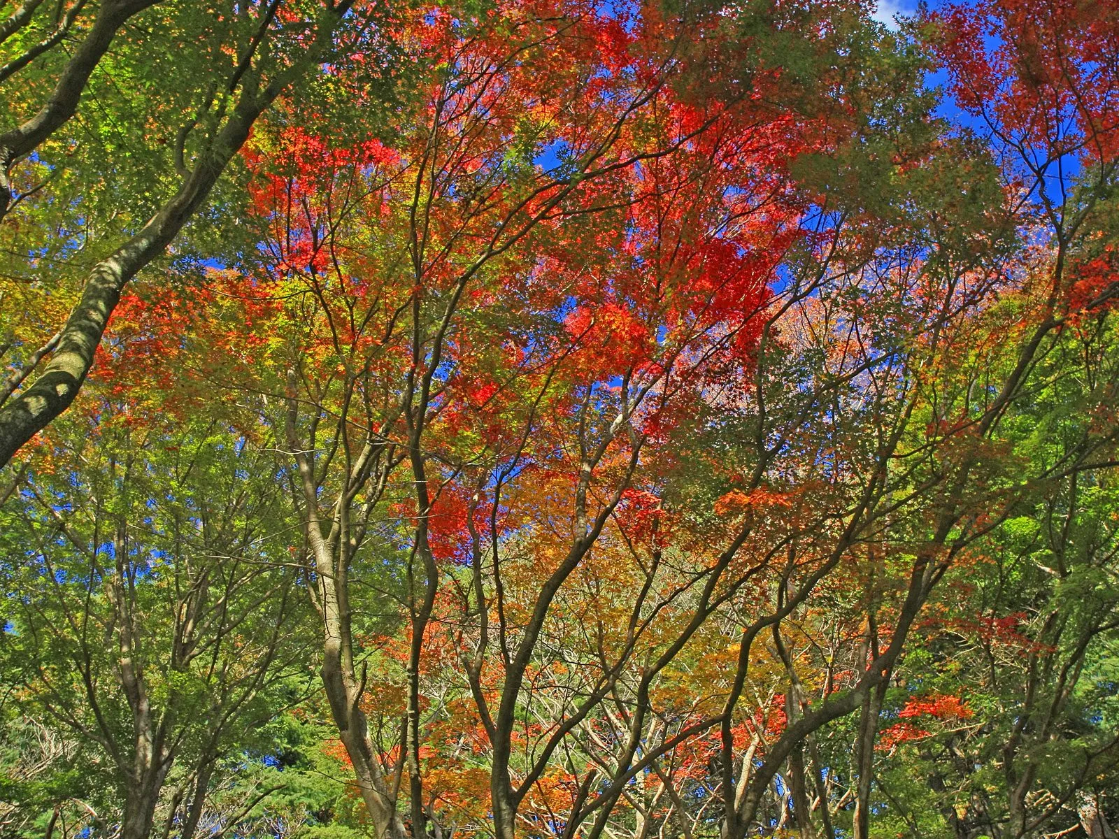 A view looking up through trees with vibrant red, orange, and green leaves against a bright blue sky.