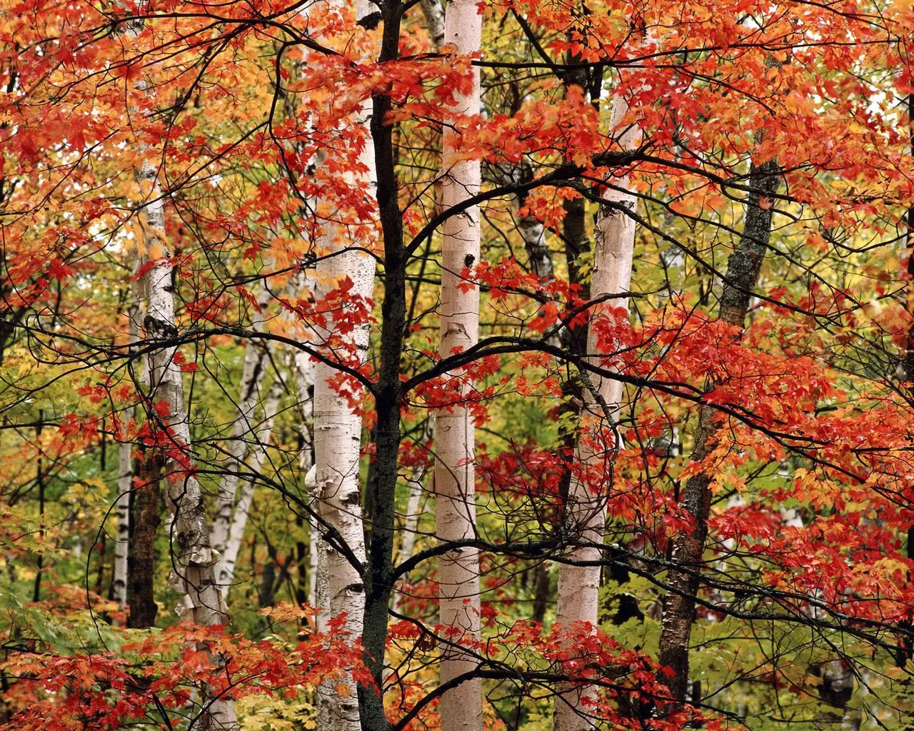 Close-up of a forest in autumn with bright red and yellow leaves on trees, including birch trees.
