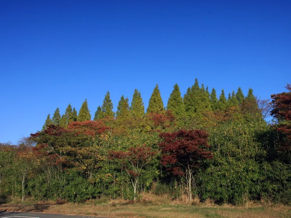 A hillside covered in trees with autumn foliage, under a clear blue sky.