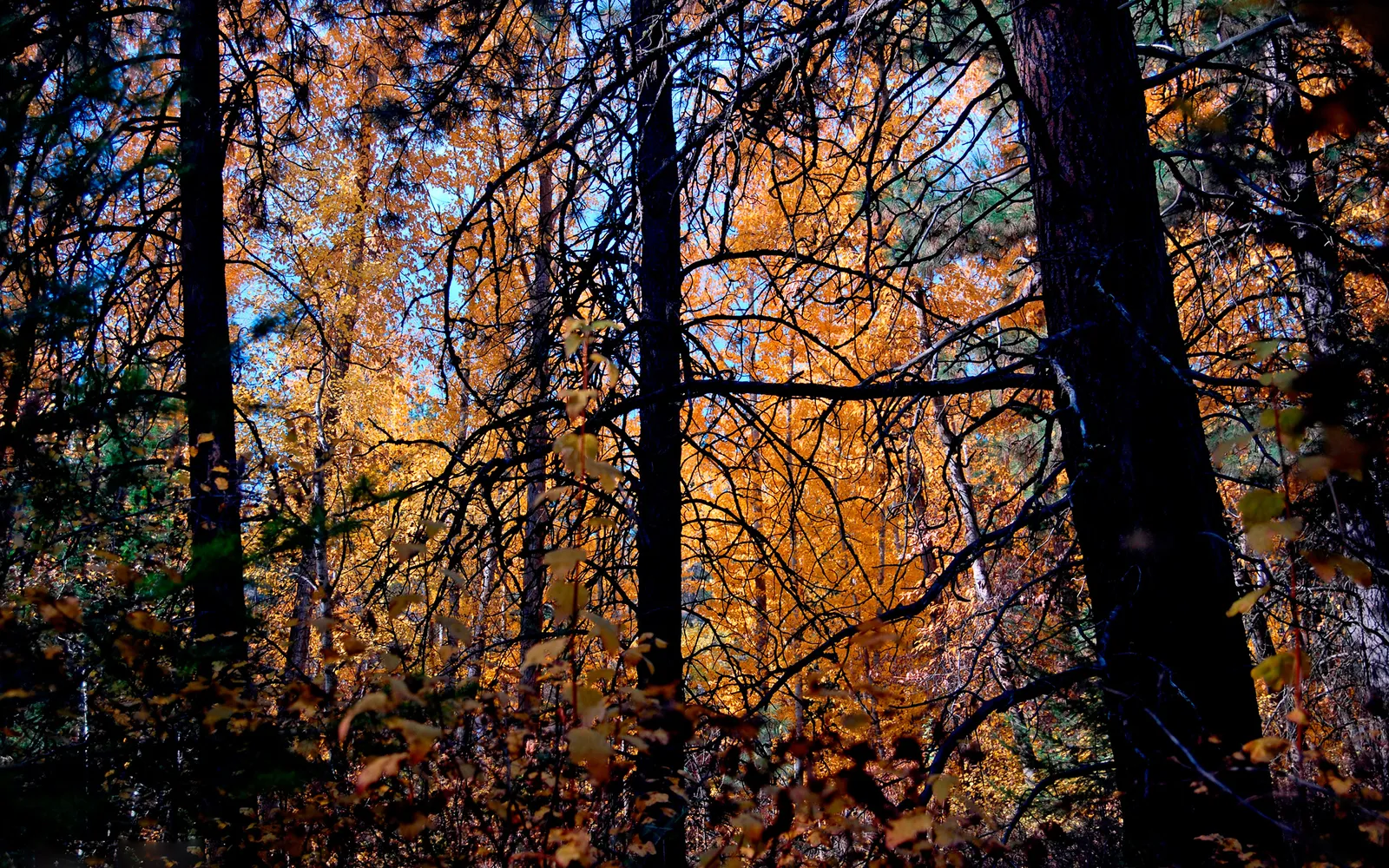 View through dark tree branches to a forest canopy ablaze with golden autumn leaves.