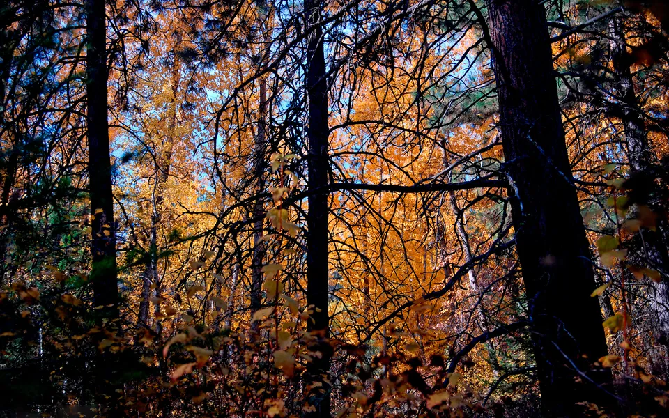 View through dark tree branches to a forest canopy ablaze with golden autumn leaves.