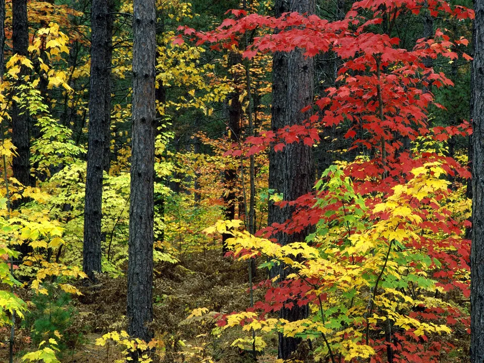 A dense forest scene with trees displaying vibrant red, yellow, and green autumn foliage.