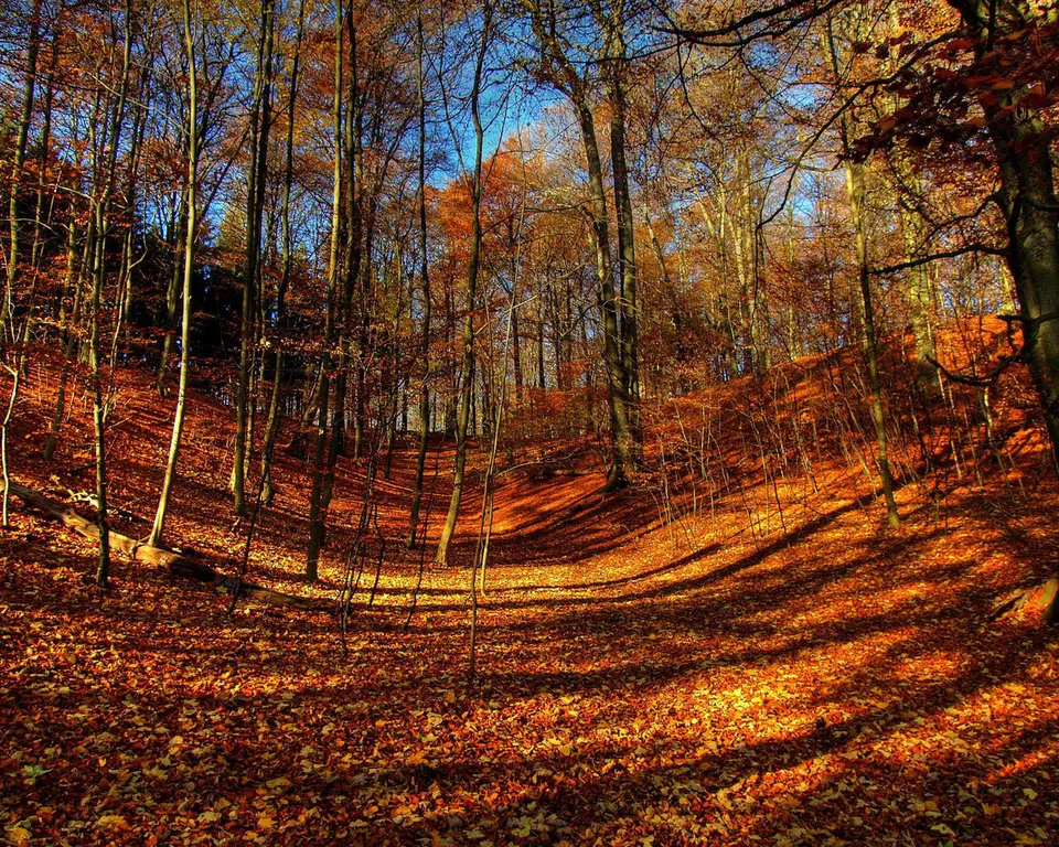 The forest floor is covered in fallen leaves illuminated by warm sunlight.