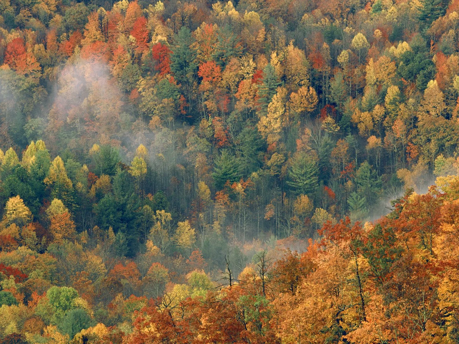 A dense forest canopy displaying vibrant autumn colors with patches of fog drifting through the trees.