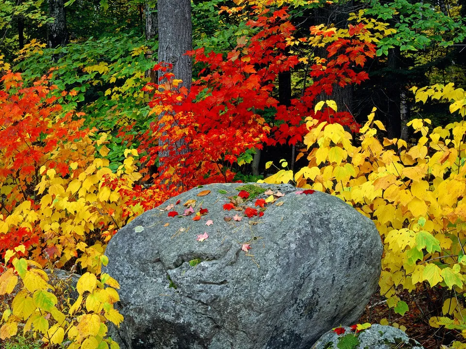 A large grey boulder sits in the foreground, surrounded by trees with bright red, yellow, and green autumn leaves.