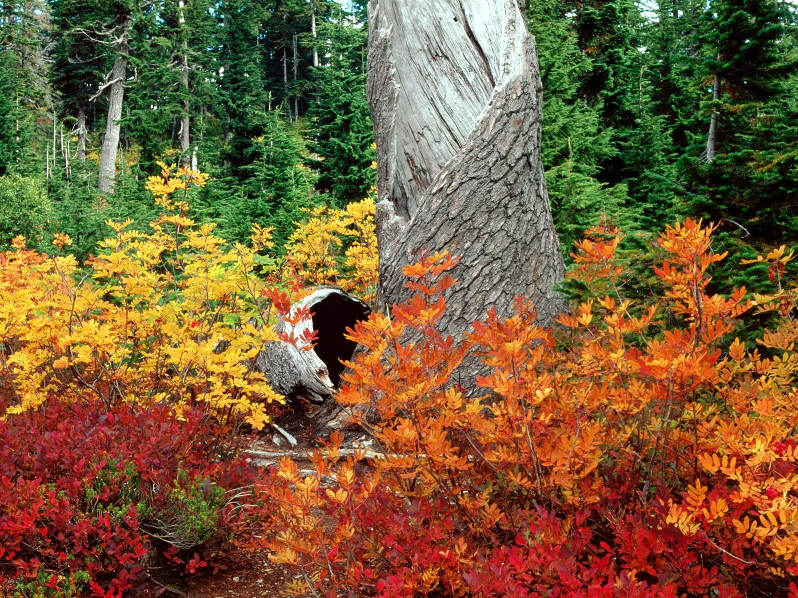 A hollowed-out, weathered tree trunk stands amidst a vibrant display of red, yellow, and orange autumn leaves.