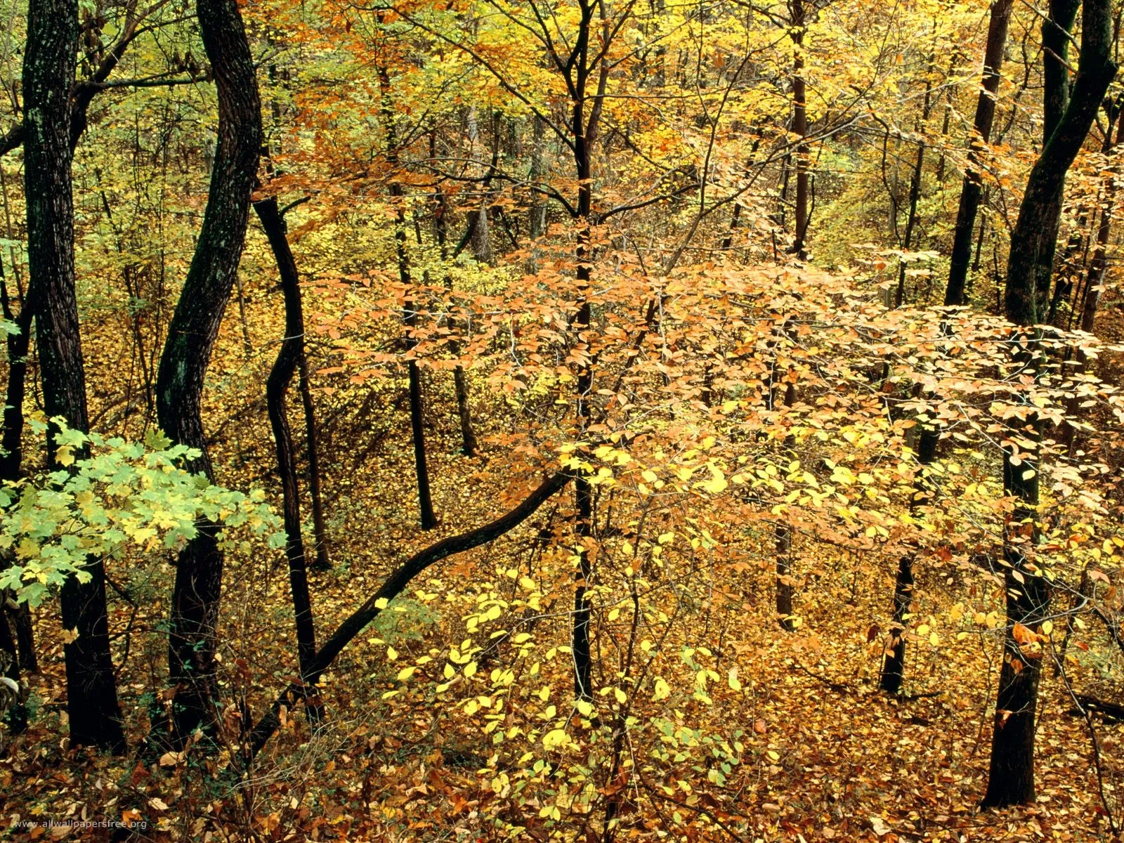 A dense forest floor covered in fallen leaves, with trees displaying vibrant yellow and orange foliage.