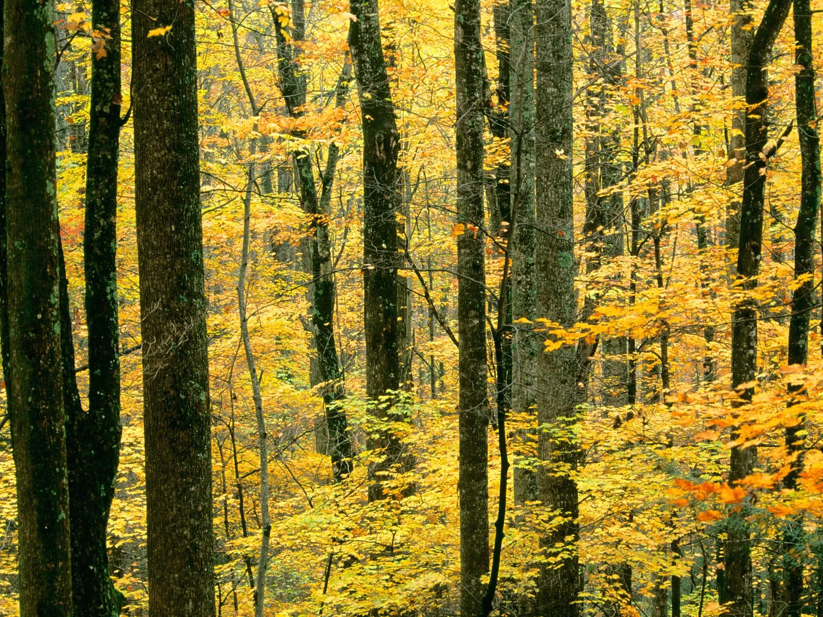 A dense forest with tall trees and vibrant yellow and orange leaves during autumn.