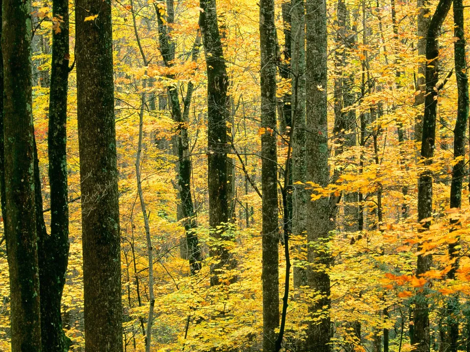A dense forest with tall trees and vibrant yellow and orange leaves during autumn.