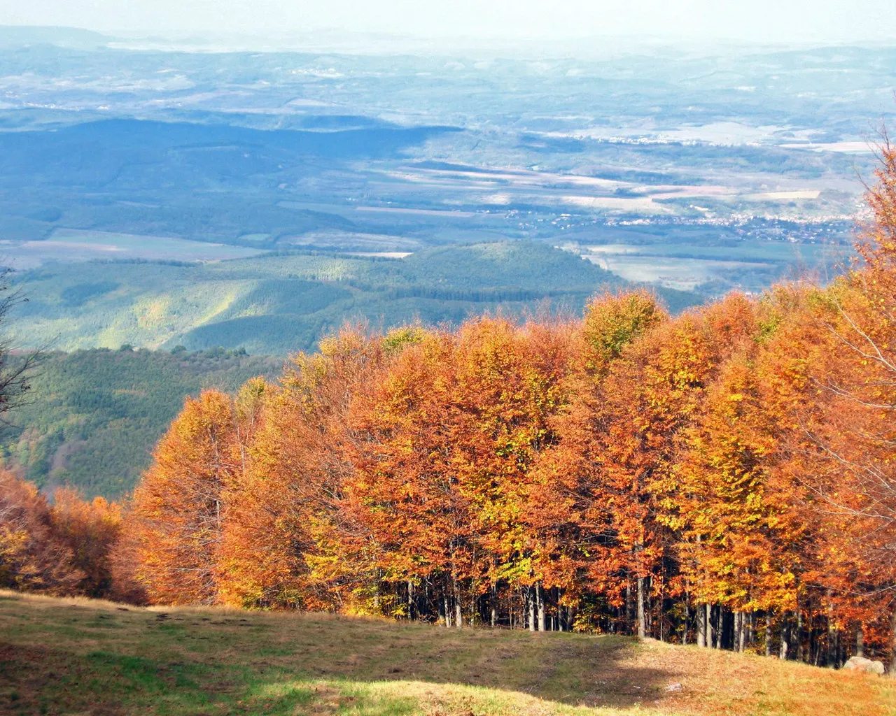A hillside covered in trees with vibrant orange and yellow autumn foliage, overlooking a distant valley.