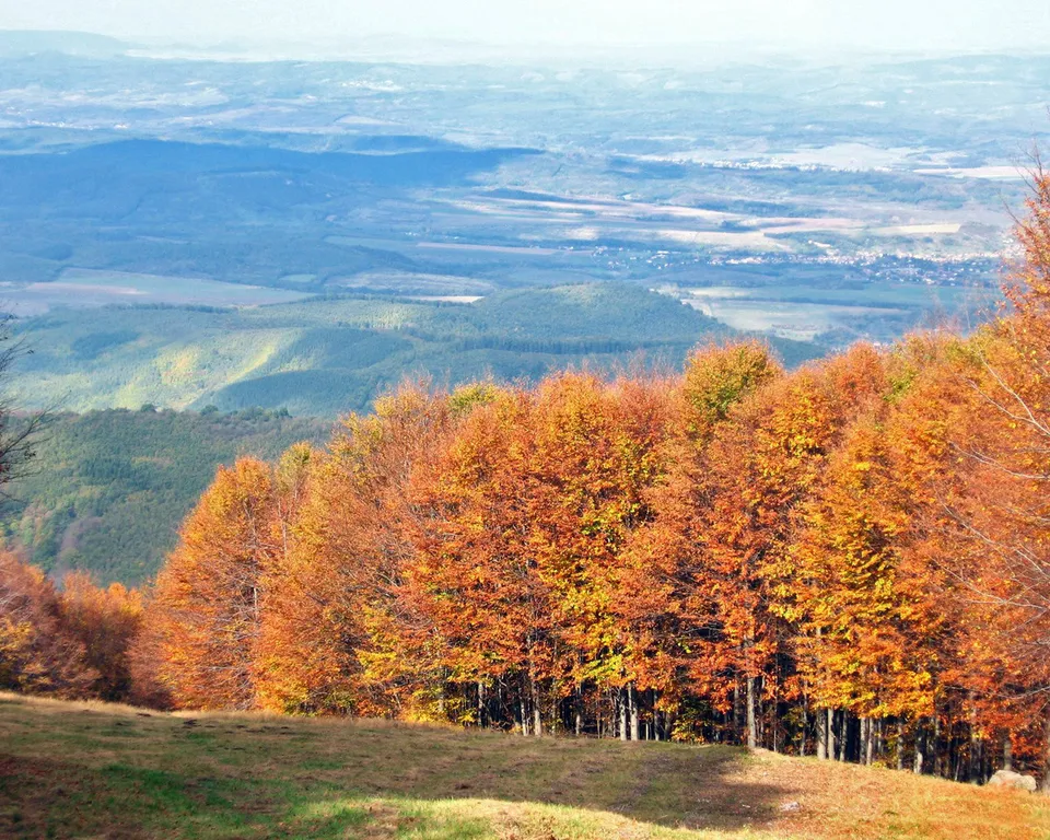 A hillside covered in trees with vibrant orange and yellow autumn foliage, overlooking a distant valley.