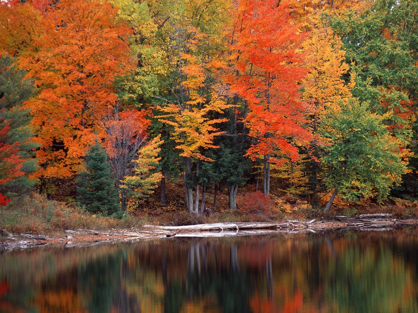 A forest with vibrant orange, yellow, and green leaves is reflected in the still water of a lake.