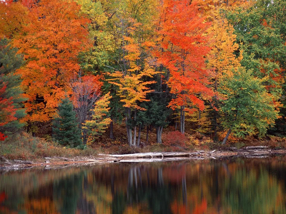A forest with vibrant orange, yellow, and green leaves is reflected in the still water of a lake.