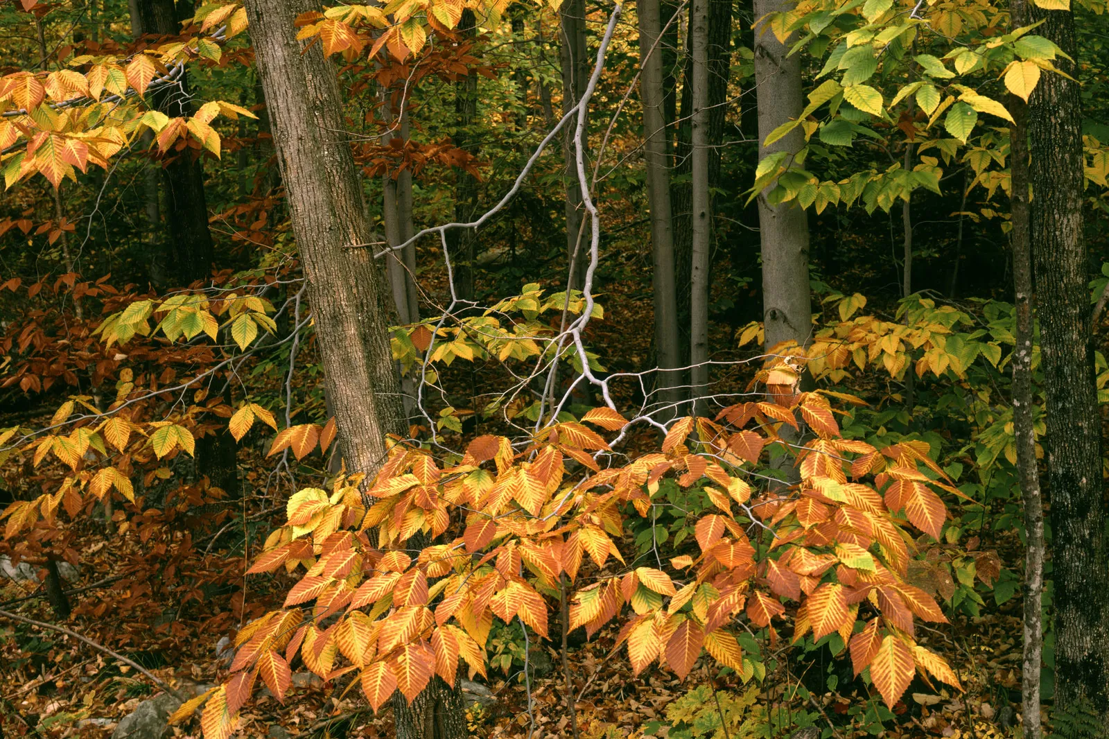 Close-up of beech tree branches with vibrant orange, yellow, and green leaves in an autumn forest.