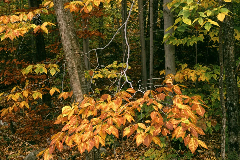 Close-up of beech tree branches with vibrant orange, yellow, and green leaves in an autumn forest.