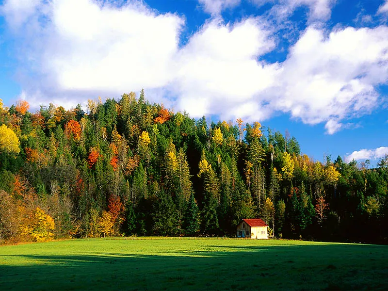 A small yellow house with a red roof sits at the edge of a vibrant autumn forest, with a green field in the foreground and a blue sky with white clouds above.
