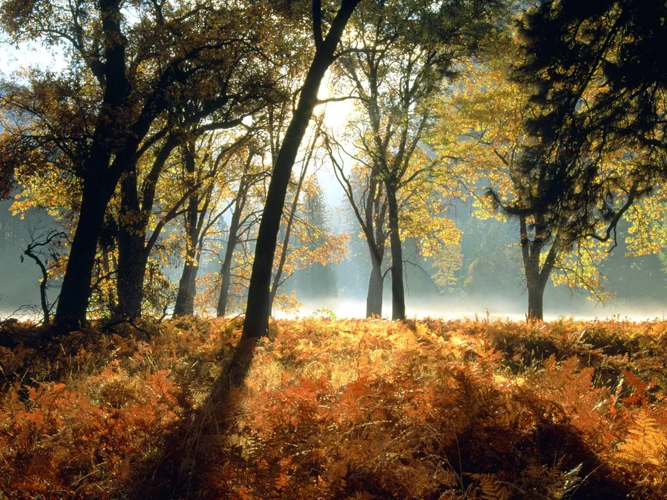 Sunlight filters through trees with golden autumn leaves, illuminating mist rising from the forest floor covered in ferns.