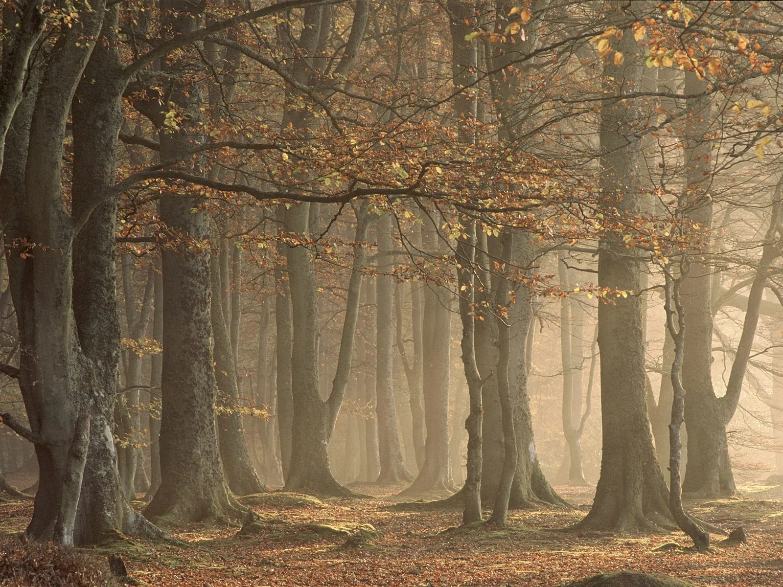 Sunlight filters through a misty autumn forest, illuminating fallen leaves on the ground.
