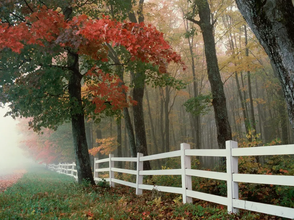 A white picket fence runs alongside a misty forest with trees displaying autumn colors.