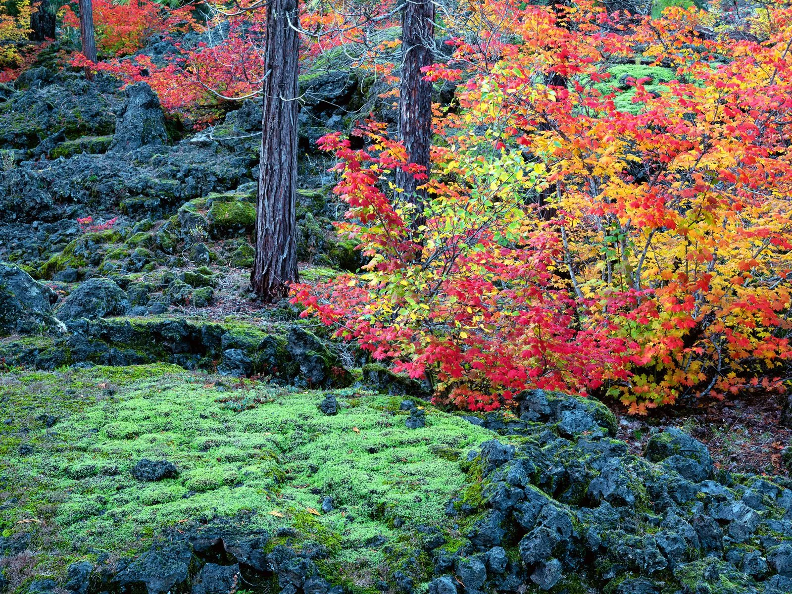 A forest scene with vibrant red, orange, and yellow autumn leaves contrasting with dark moss-covered rocks.