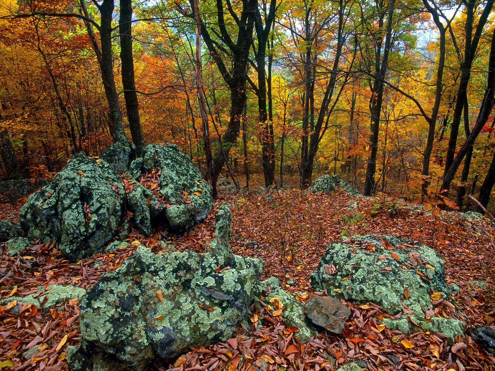Large moss-covered rocks lie on a forest floor covered in fallen autumn leaves, surrounded by trees with colorful foliage.