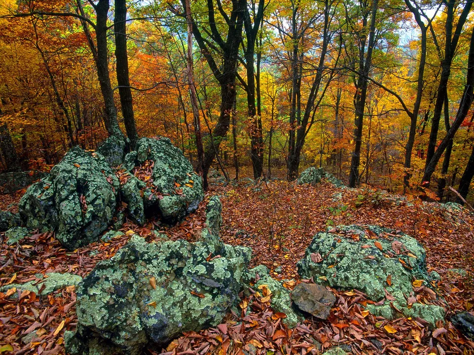 Large moss-covered rocks lie on a forest floor covered in fallen autumn leaves, surrounded by trees with colorful foliage.