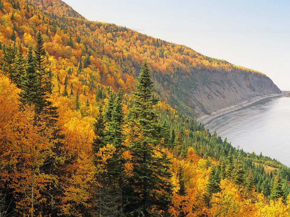 A steep, tree-covered hillside ablaze with autumn colors slopes down to a rocky coastline and the sea.