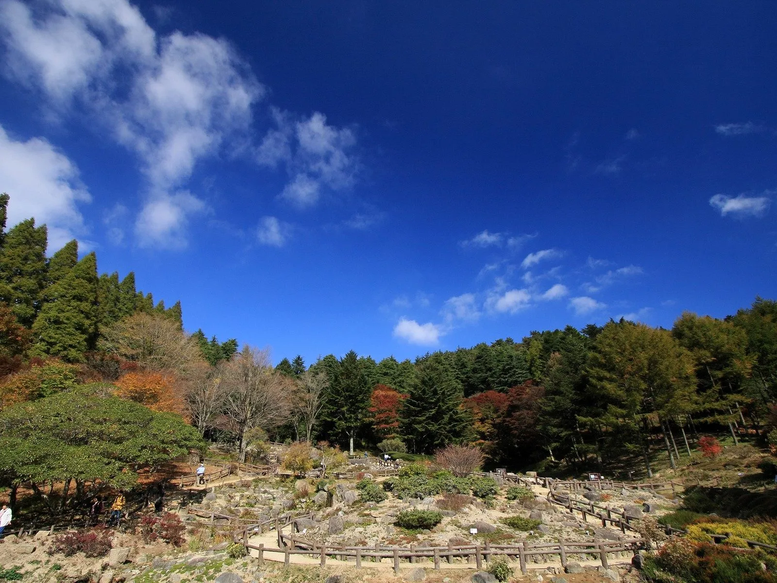 A winding wooden path through a forest with trees displaying autumn colors under a bright blue sky.