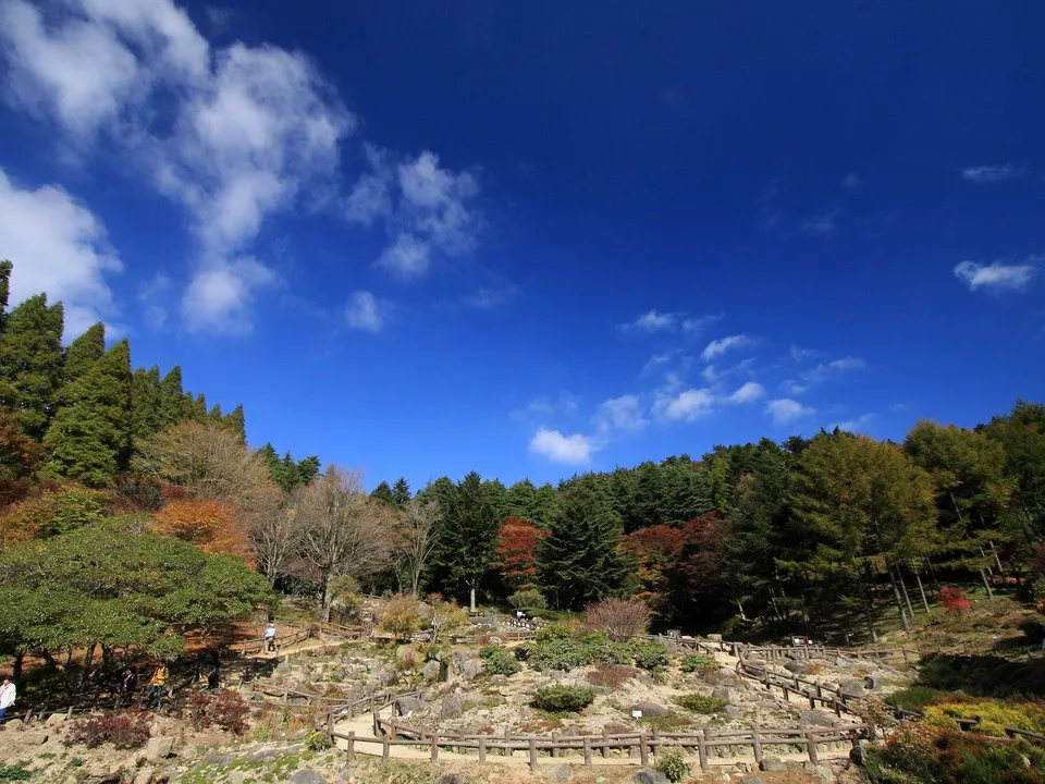 A winding wooden path through a forest with trees displaying autumn colors under a bright blue sky.
