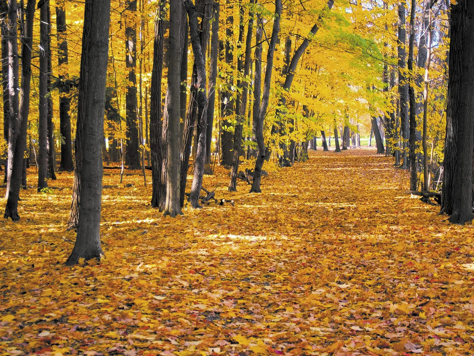 A path covered in fallen golden leaves winds through a forest with trees displaying vibrant yellow foliage.